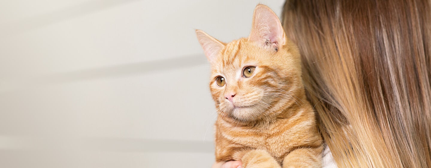 ginger cat on woman's shoulders