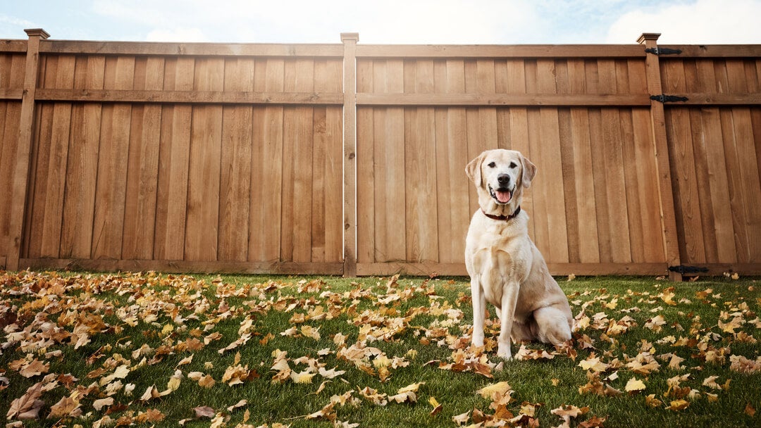 Dog Urine Infection | Yellow Labrador Sitting In A Garden Surrounded By Leaves