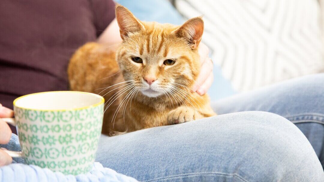 Cat sitting on couch with owner