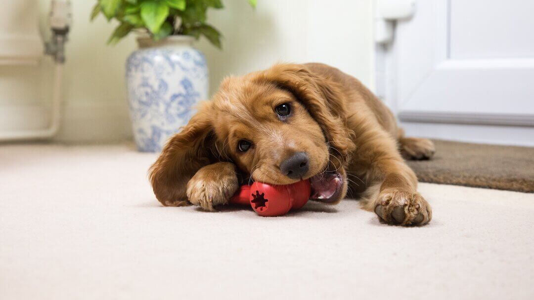 Brown puppy Spaniel chewing red toy