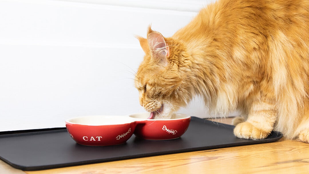 Cat eating from red bowl