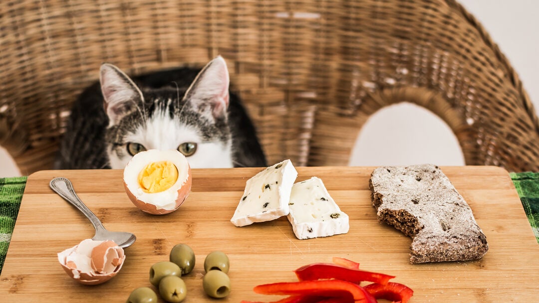 Human Foods For Cats | Cat Eyeing Board Of Food
