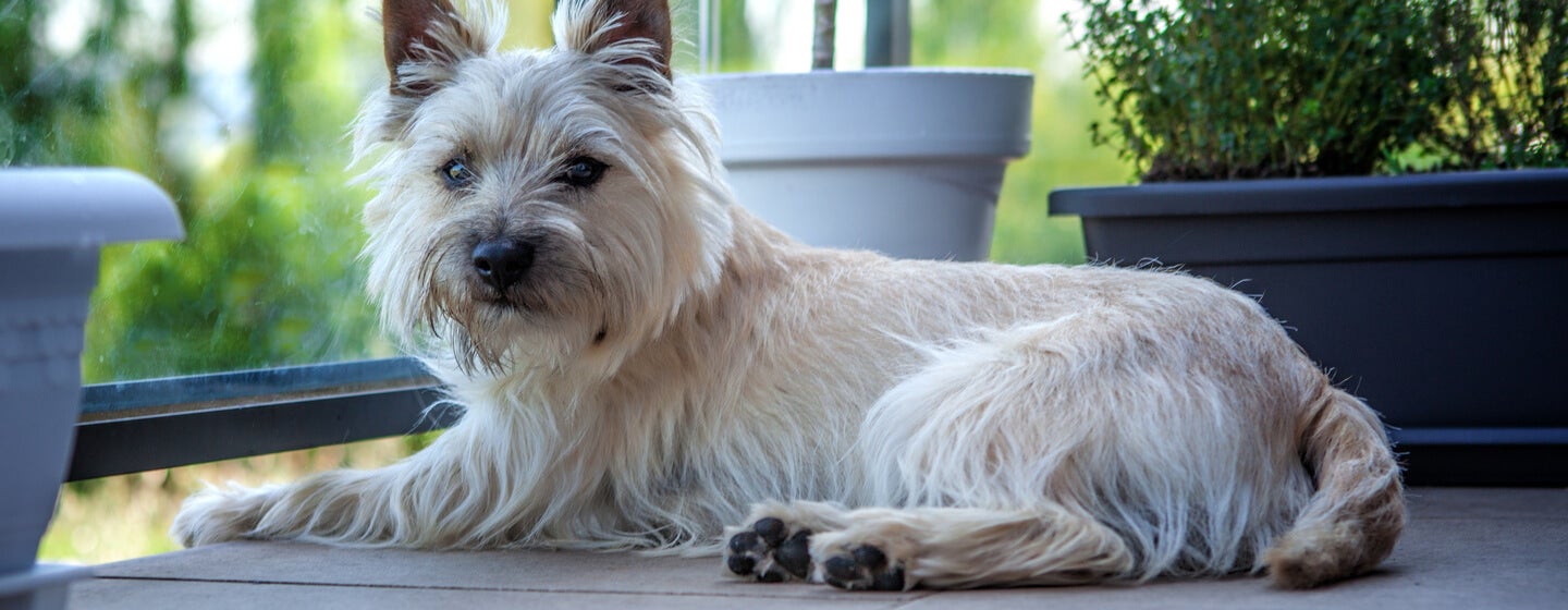 older dog lying on a balcony