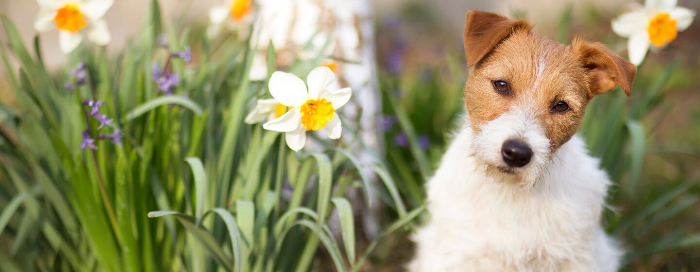 small dog sitting next to flowers