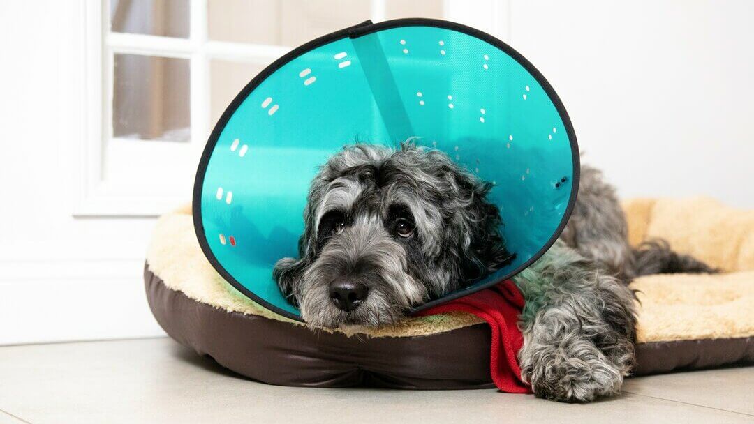 Why Do Dogs Wear Cones | Why Do Dogs Wear Conesteaser