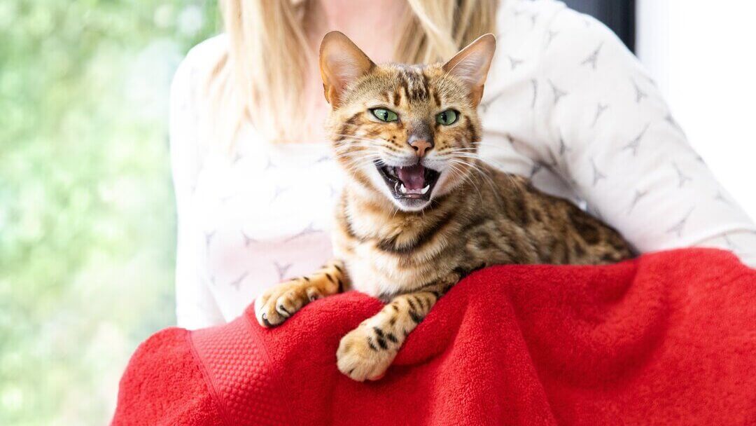 Cats Meowing At Night | Brown Striped Cat Meowing With Mouth Wide Open And Teeth Showing.