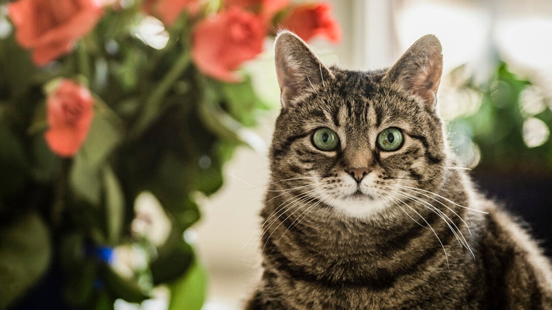 Cat Staring Meaning | Cat With Green Eyes Staring At The Camera