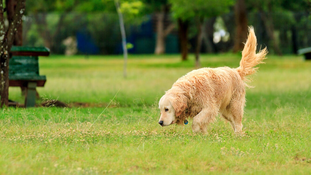 dog sniffing in the grass while wagging its tail