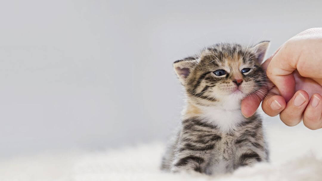 Cat Years To Human Years | Small Kitten Being Stroked.