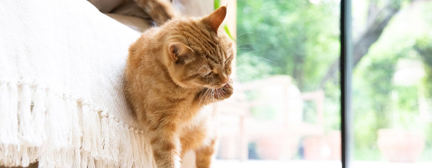 cat grooming itself