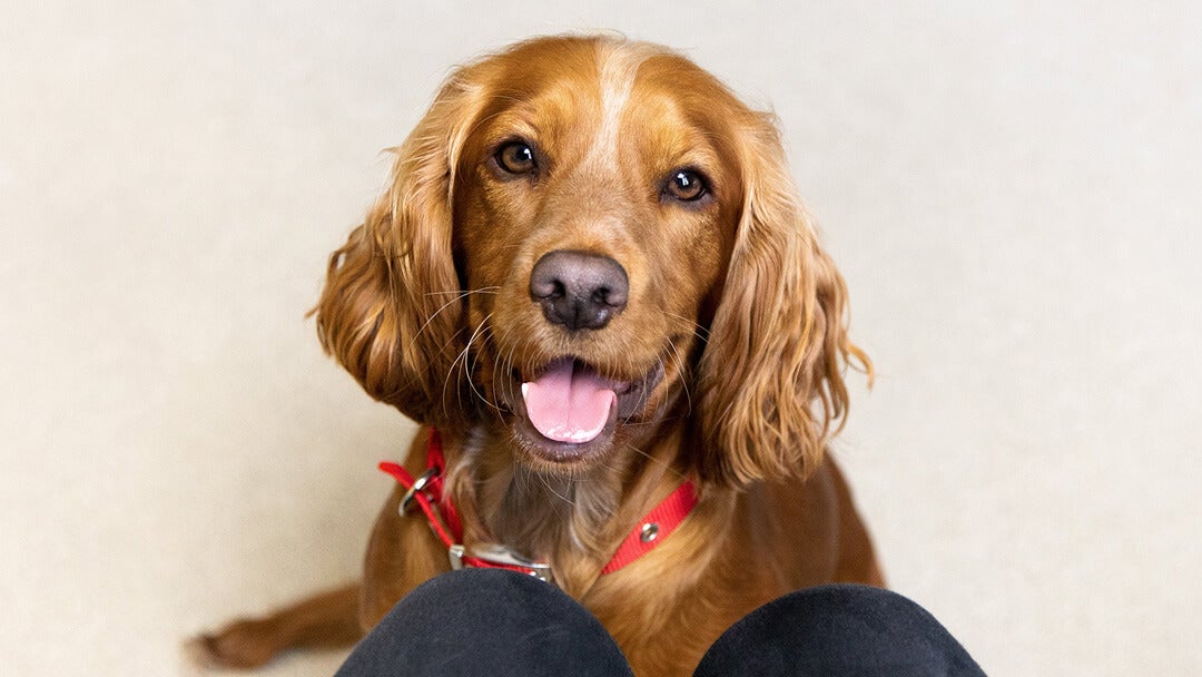 Dry Nose In Dog | Dog Looking Up At Owner