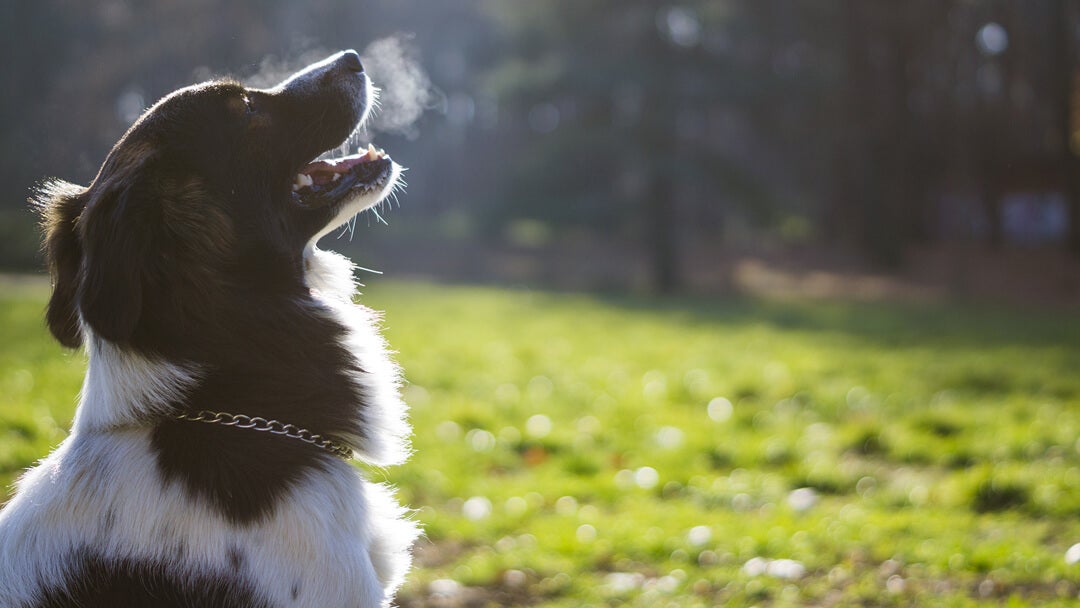 dog breathing out in cold air