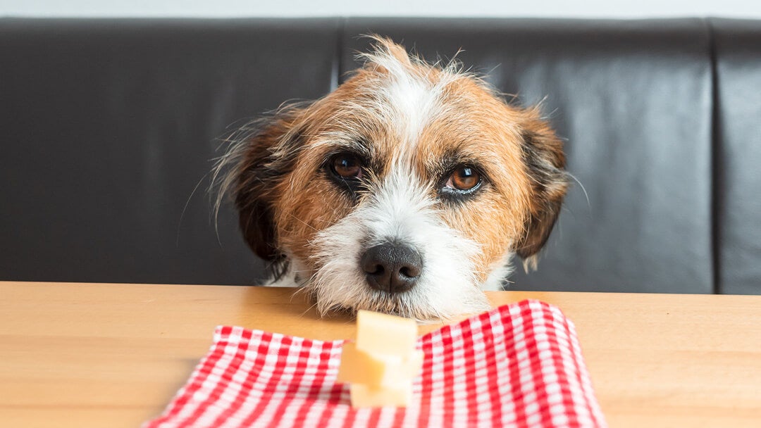 dog looking at cheese