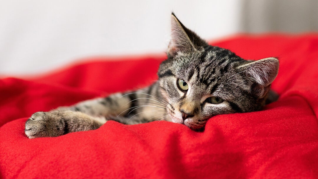 kitten in red blanket