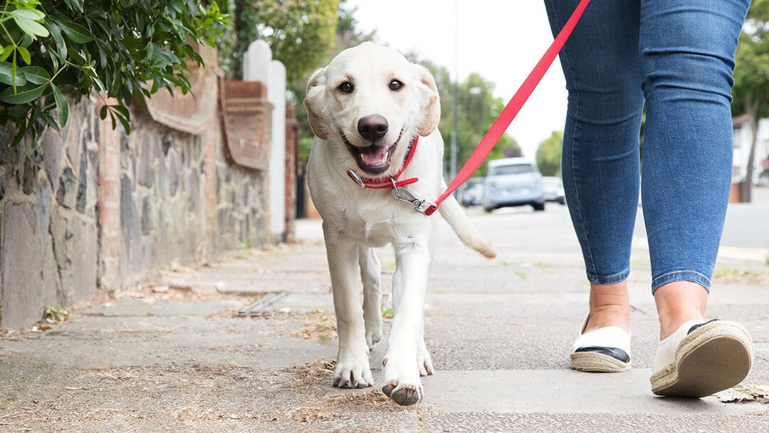 puppy walking outside on lead