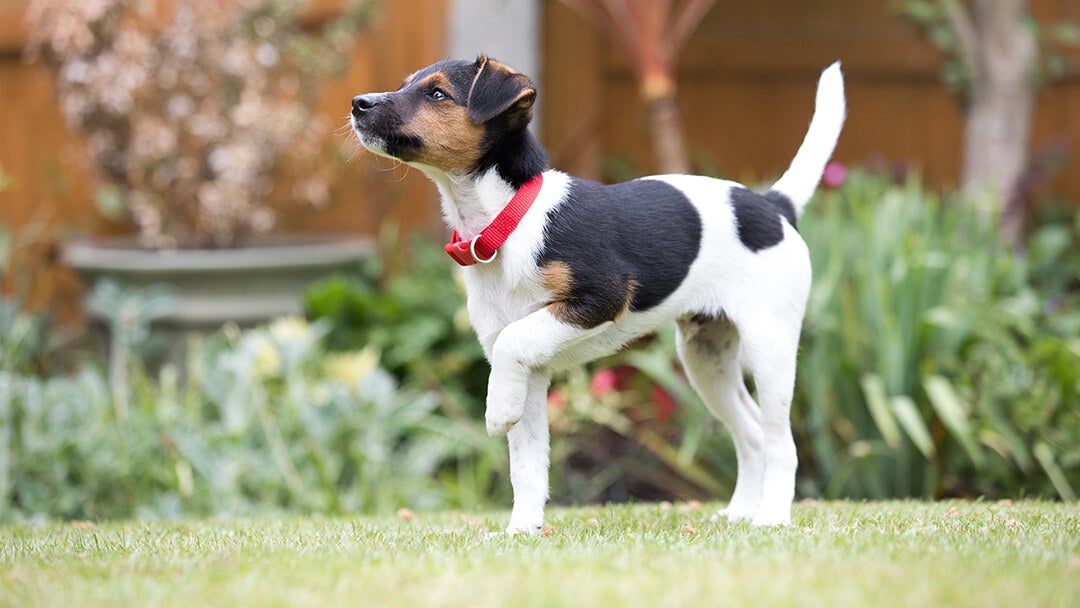 happy puppy outside on the grass