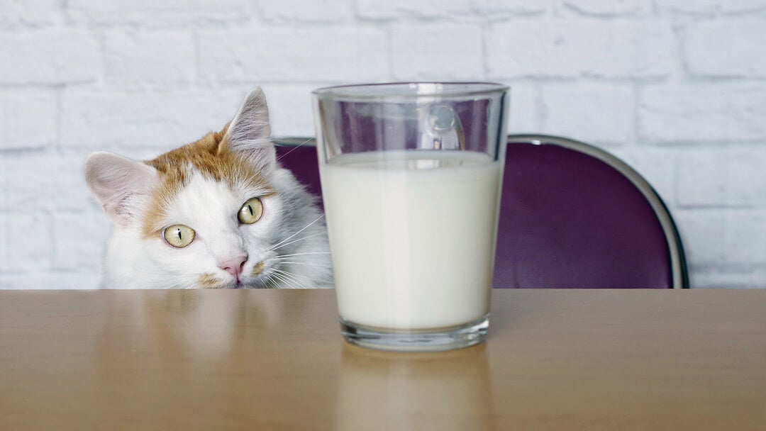 What Does Cat Drink | Cat Looking At Milk