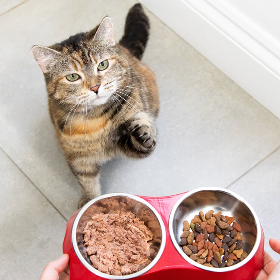 cat reaching for food