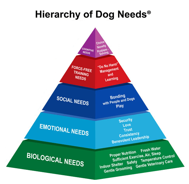 hierarchy of dog needs