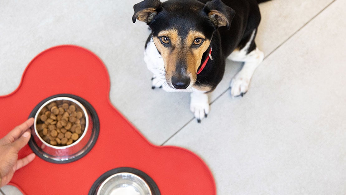 dog looking up at dry food