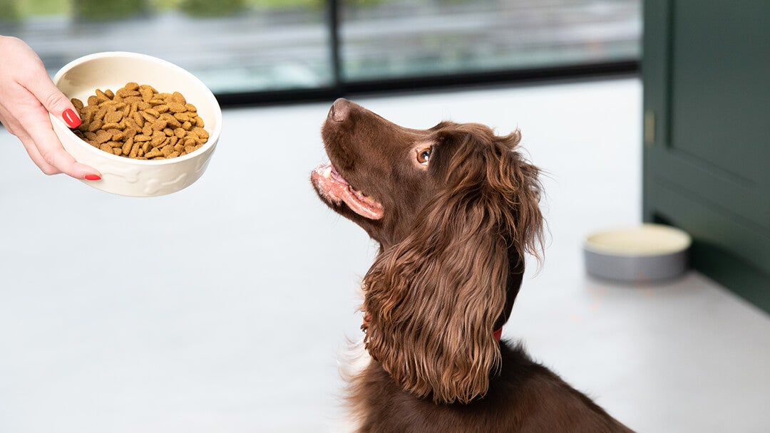 How To Feed your Adult Dog - Dog Feeding Guide