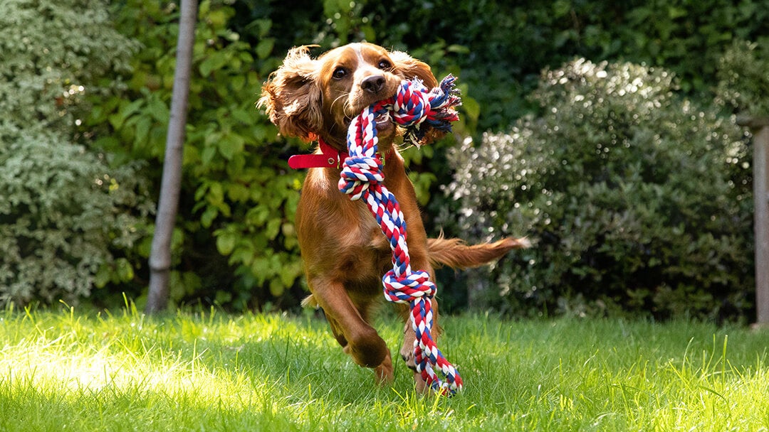Dog Proofing House | Spaniel Puppy Enjoying Garden Games
