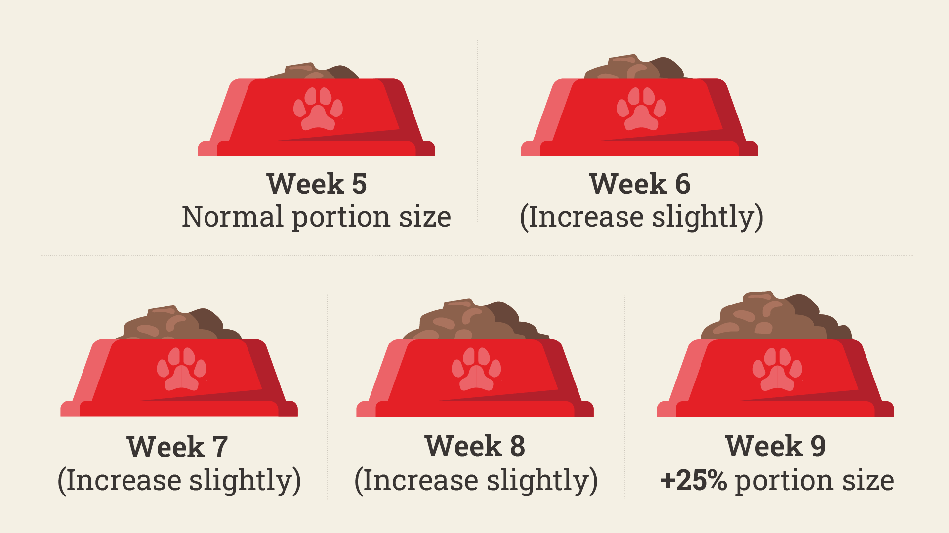 feeding a pregnant dog infographic