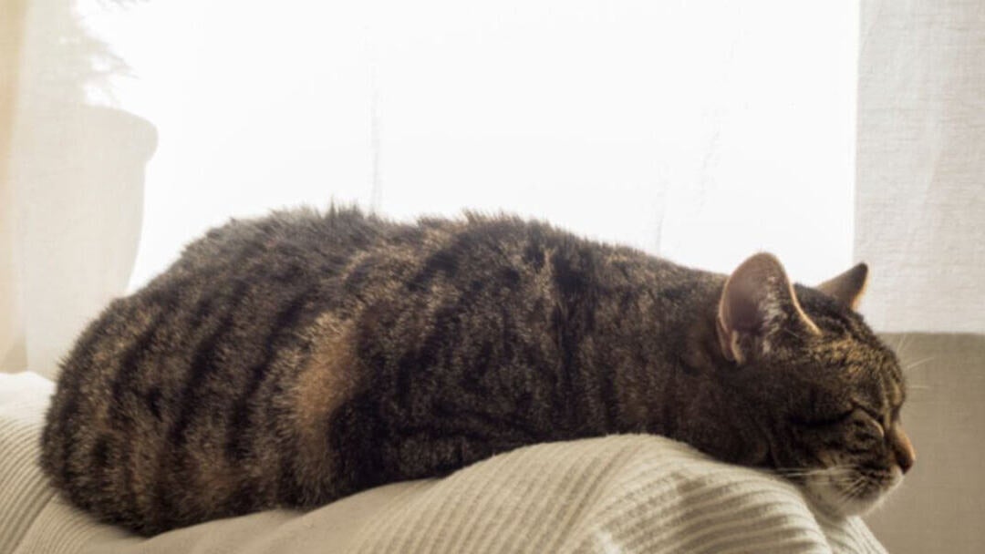 Older cat sleeping on sofa.