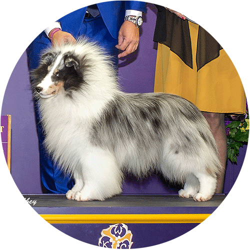 Shetland Sheepdog