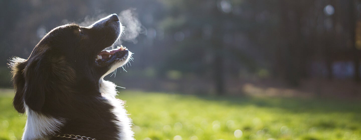 Dog breathing out in cold air