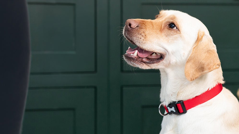 labrador excited for treat