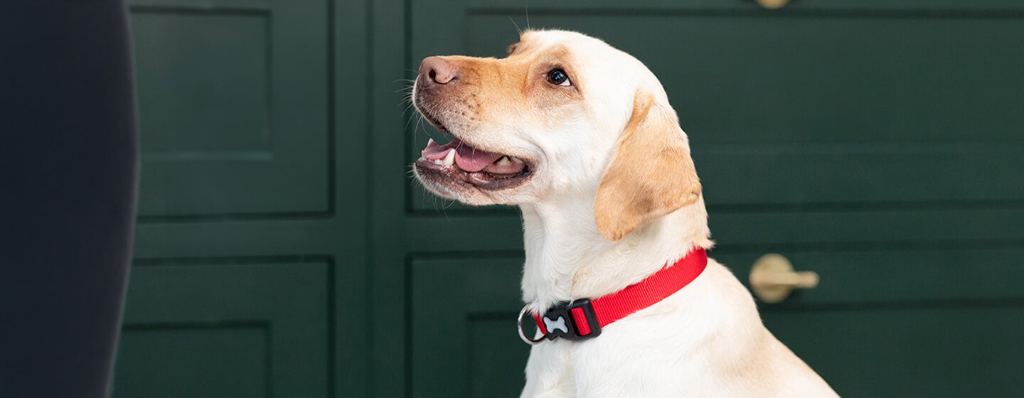 labrador excited for treat