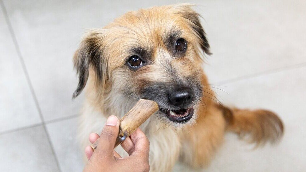 Brown dog chewing on stick