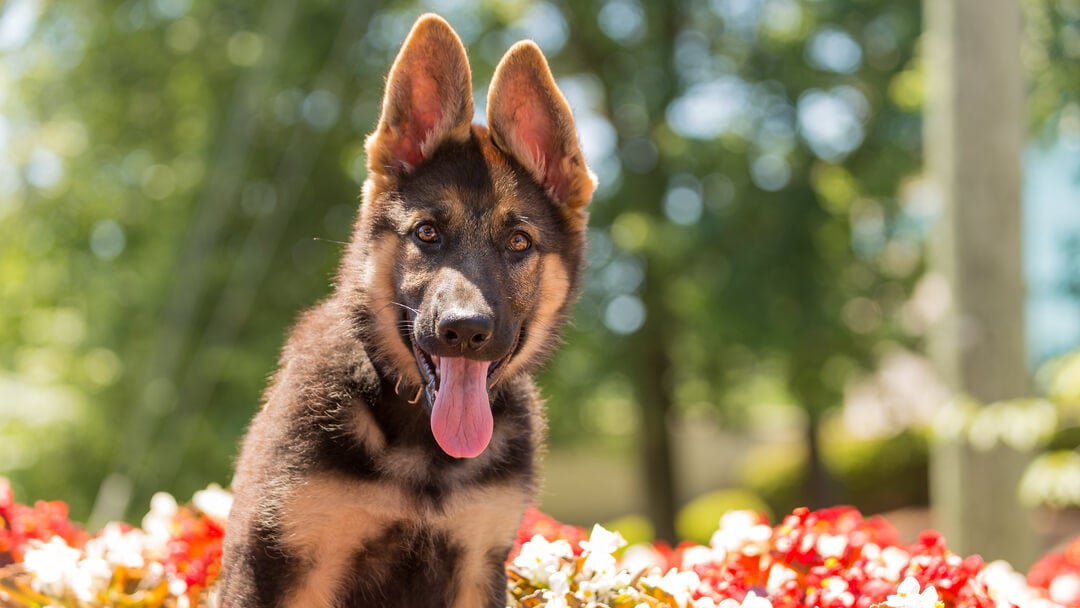 German Shepherd sitting in the flowers