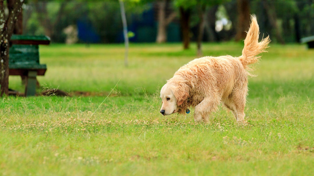 Golden retriever sniffing in a park