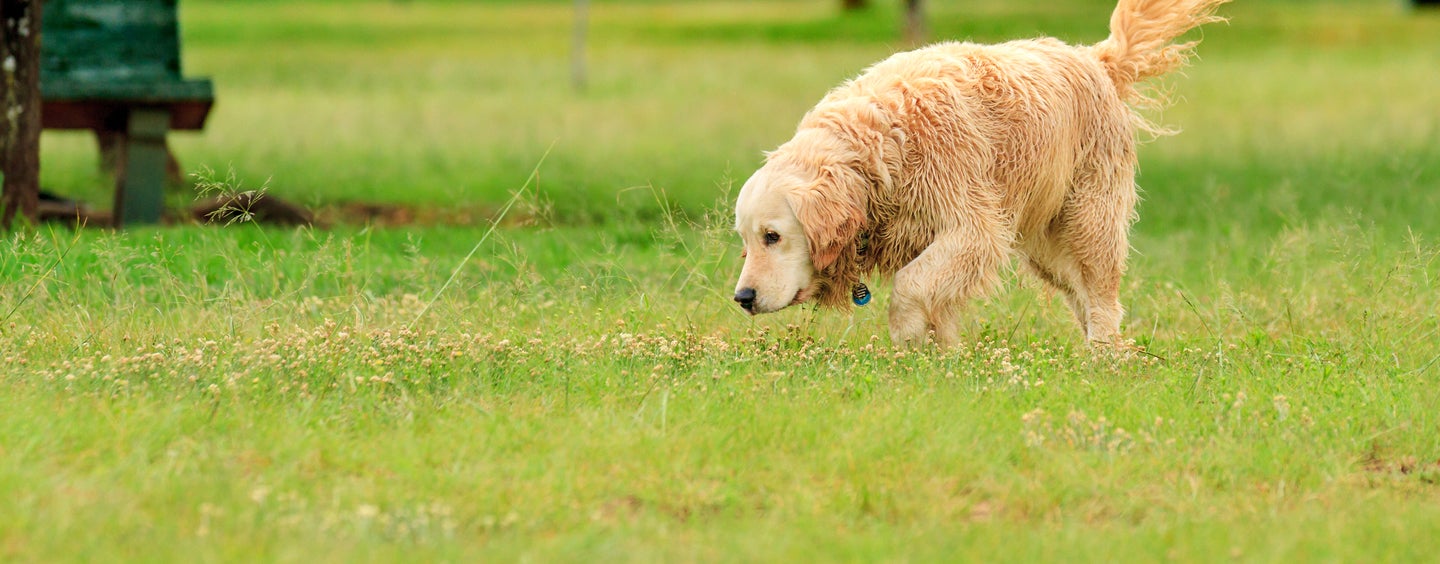 Golden retriever sniffing in a park