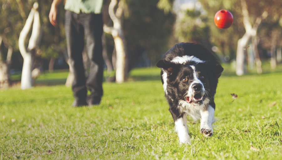 A dog running in the grass