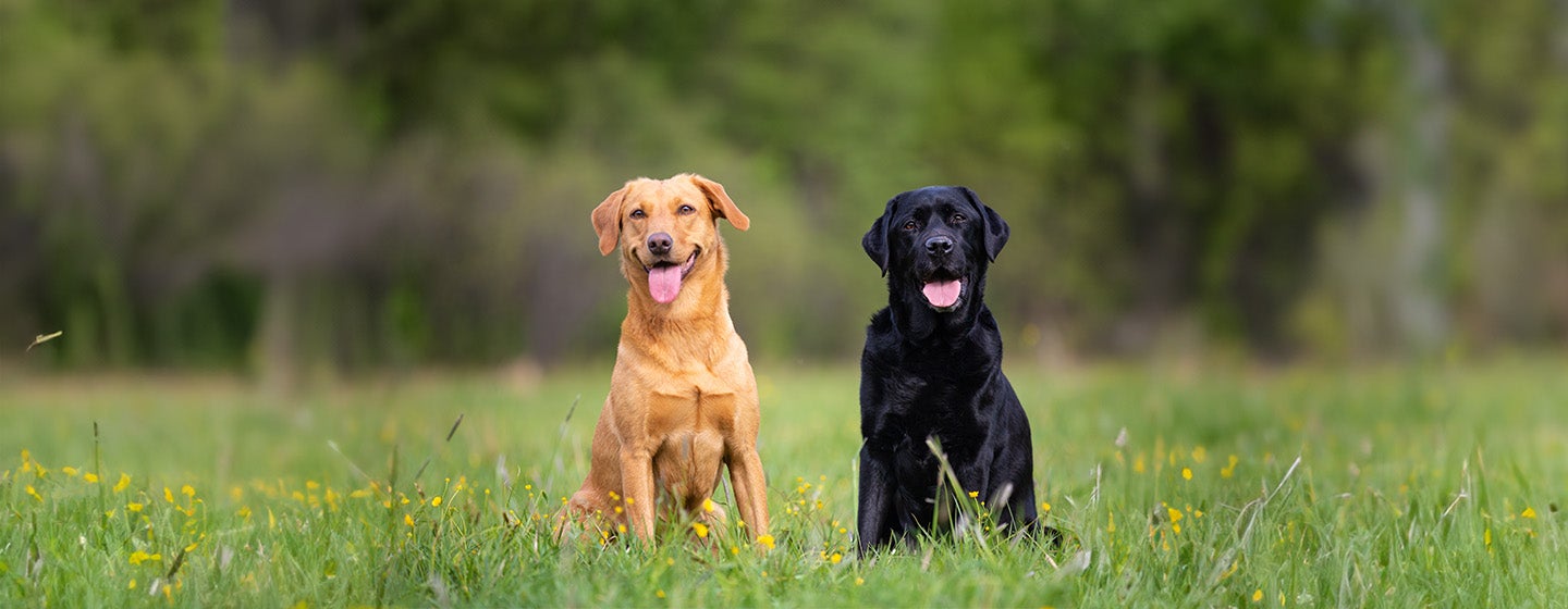Calm and Lazy Dog Breeds