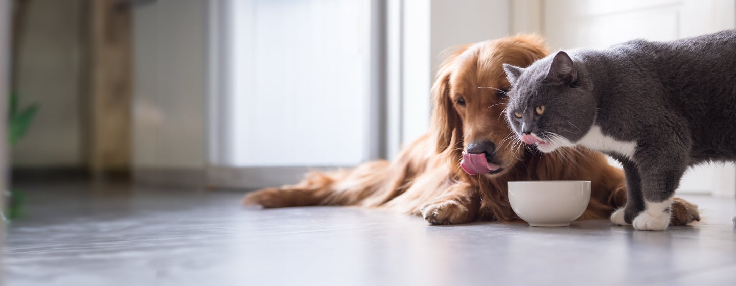 Can Dogs Eat Cat Food?