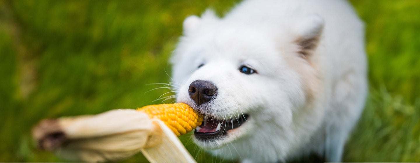 Can Dogs Eat Corn?
