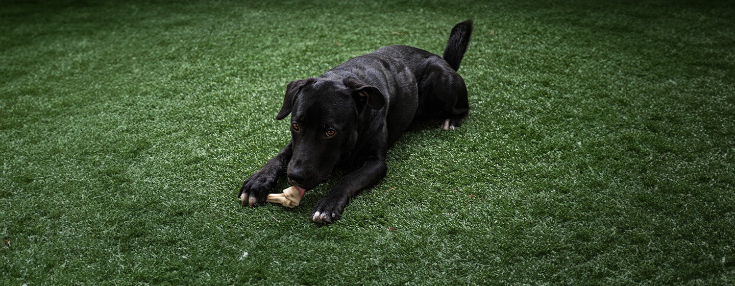 Can Dogs Eat Lamb Bones?