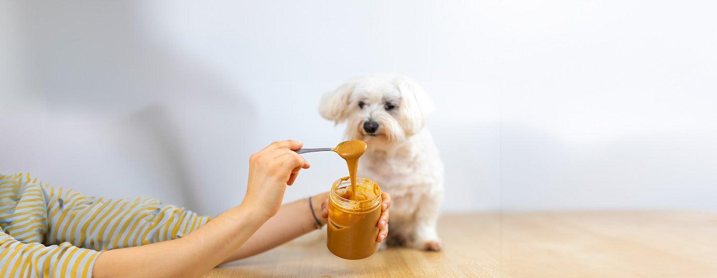 Can Dogs Eat Peanuts and Peanut Butter?
