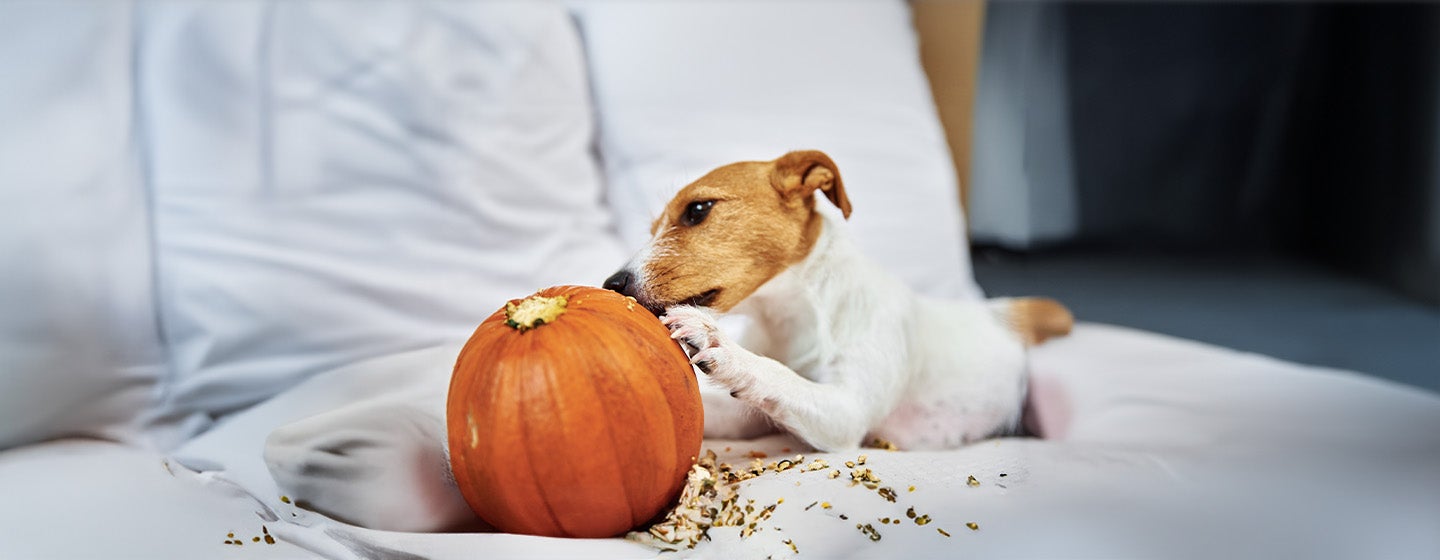 Can Dogs Eat Pumpkin?