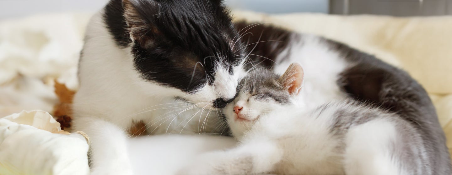 Caring For a Newborn Kitten