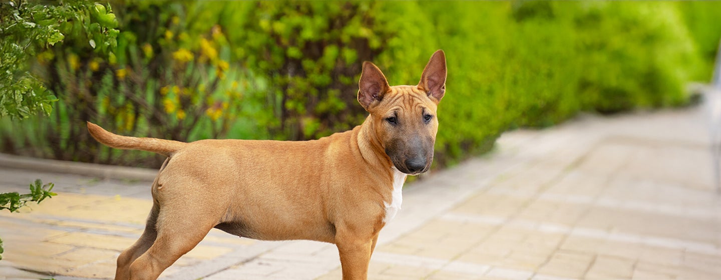 Caring for Your Dog's Sensitive Skin