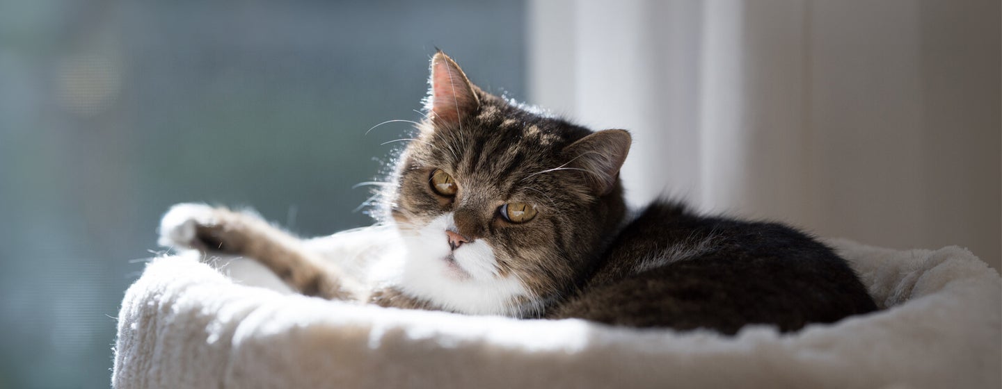Cat Dementia: What You Need to Know