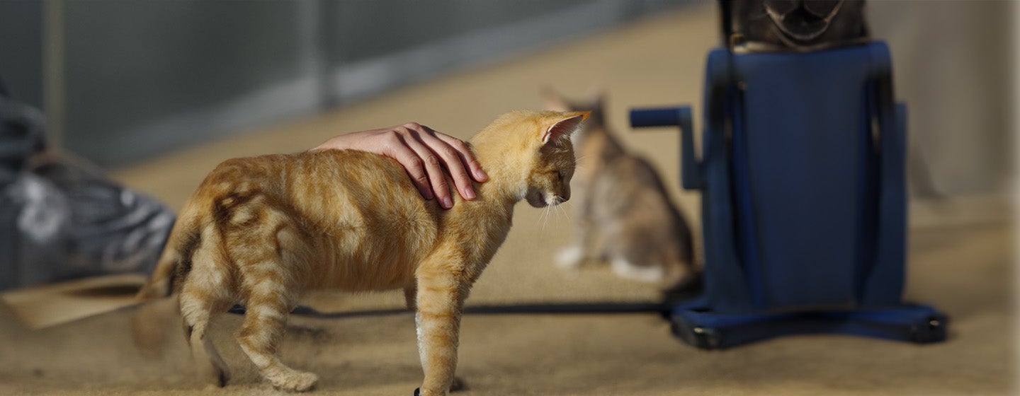 Cat Miscarriage: Causes, Symptoms, and Treatment