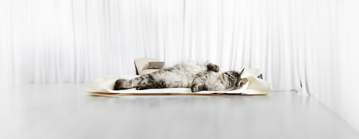 Cat Pregnancy Information & Advice