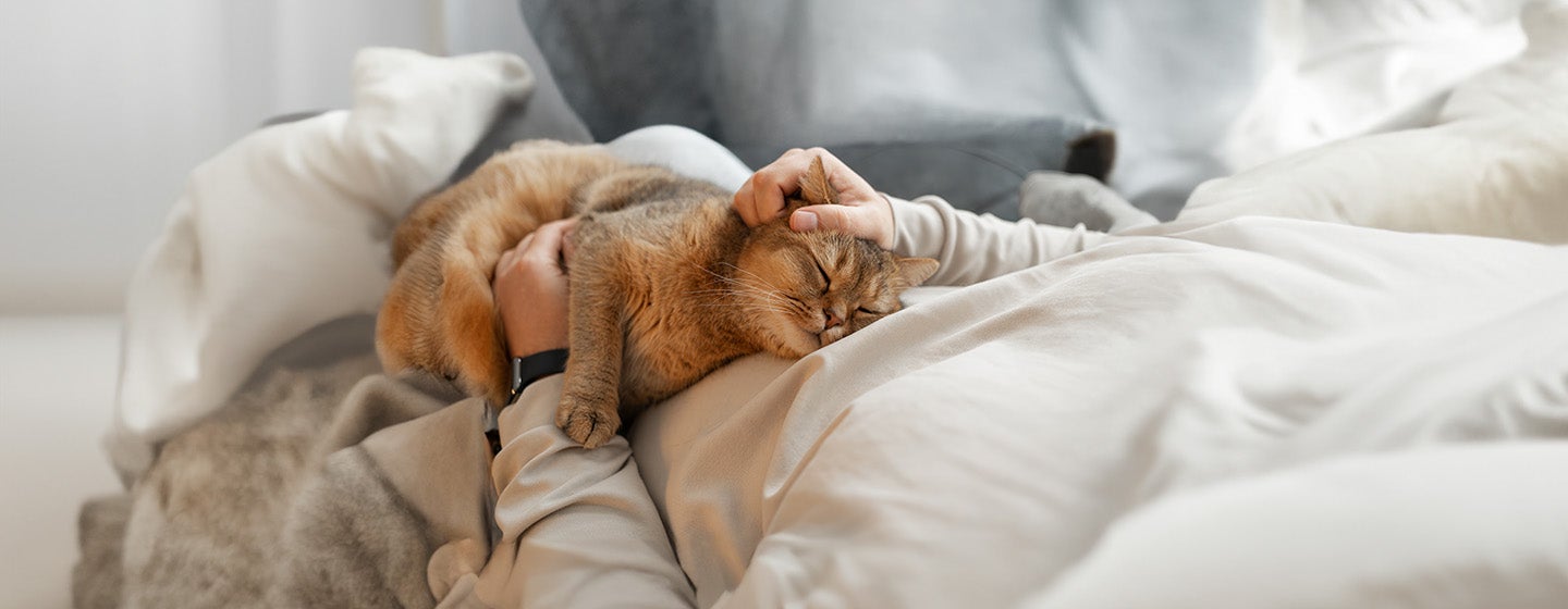 Cat Stroke: Symptoms and Treatment