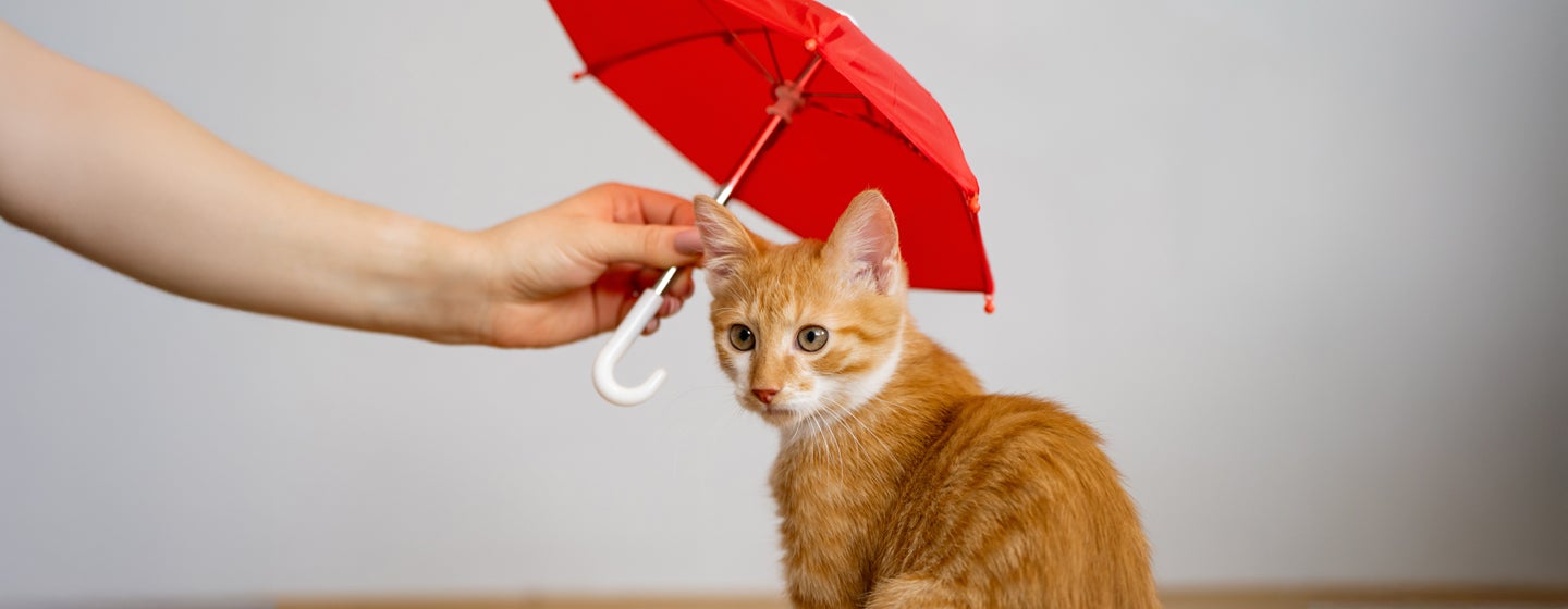 Cat and Kitten Insurance